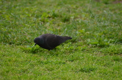 Columba livia domestica