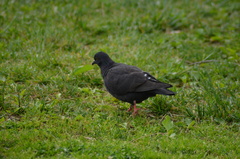 Columba livia domestica