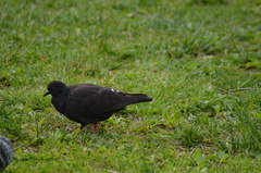 Columba livia domestica