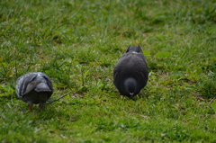 Columba livia domestica