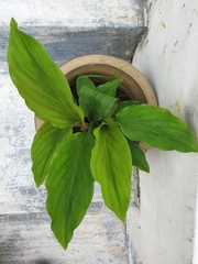 Araceae