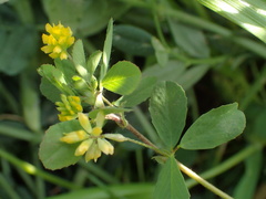 Trifolium dubium