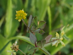 Trifolium dubium