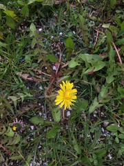 Taraxacum officinale