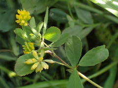 Trifolium dubium