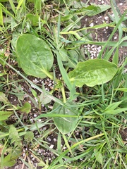 Plantago major