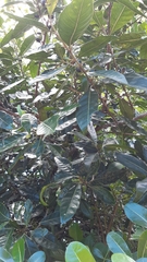 Planchonella obovata