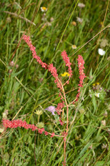 Rumex nivalis