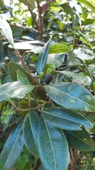 Planchonella obovata