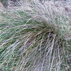 Carex imbecilla