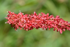 Rumex nivalis