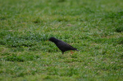Sturnus vulgaris