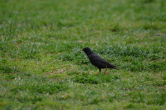 Sturnus vulgaris