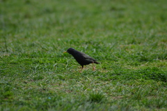 Sturnus vulgaris