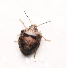 Oncotropis carinatus