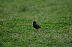 Sturnus vulgaris