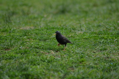 Sturnus vulgaris