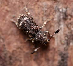 Eucorynus crassicornis