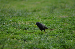Sturnus vulgaris