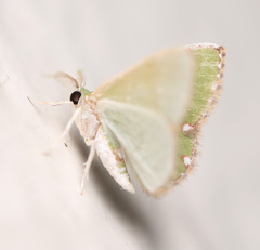 Argyrocosma inductaria