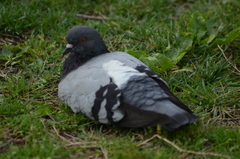 Columba livia domestica