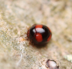 Sticholotidinae