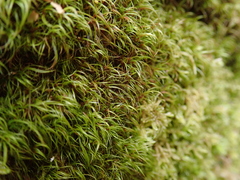Dicranodontium denudatum