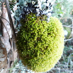 Leptostomum inclinans