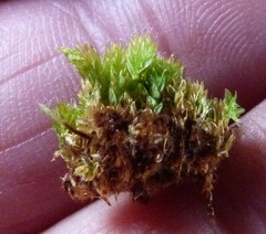 Leptostomum inclinans