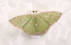 Argyrocosma inductaria