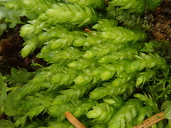 Plagiothecium cavifolium