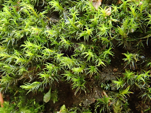 Image of Grimmia hartmanii by (c) Christian Berg, some rights reserved (CC BY)