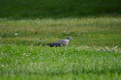 Columba palumbus