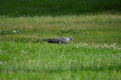 Columba palumbus