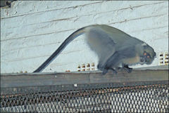 Cercopithecus mitis erythrarchus