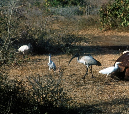 African Sacred Ibis