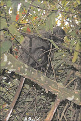 Cercopithecus mitis erythrarchus