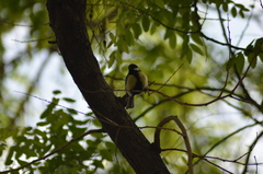 Parus major