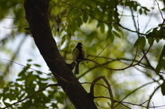 Parus major