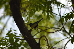 Parus major