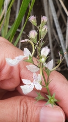 Teucrium pseudochamaepitys image