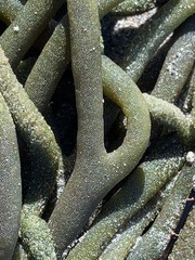 Codium galeatum