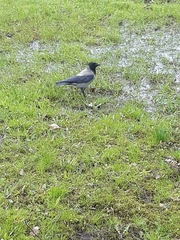 Corvus cornix