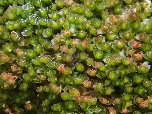 Image of Barbilophozia sudetica by (c) Christian Berg, some rights reserved (CC BY)