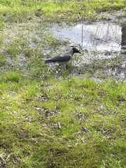 Corvus cornix
