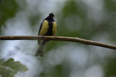 Parus major