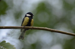 Parus major