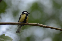 Parus major