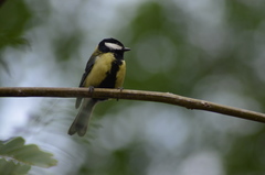 Parus major