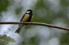 Parus major